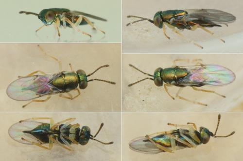 Psyllaephagus bliteus
